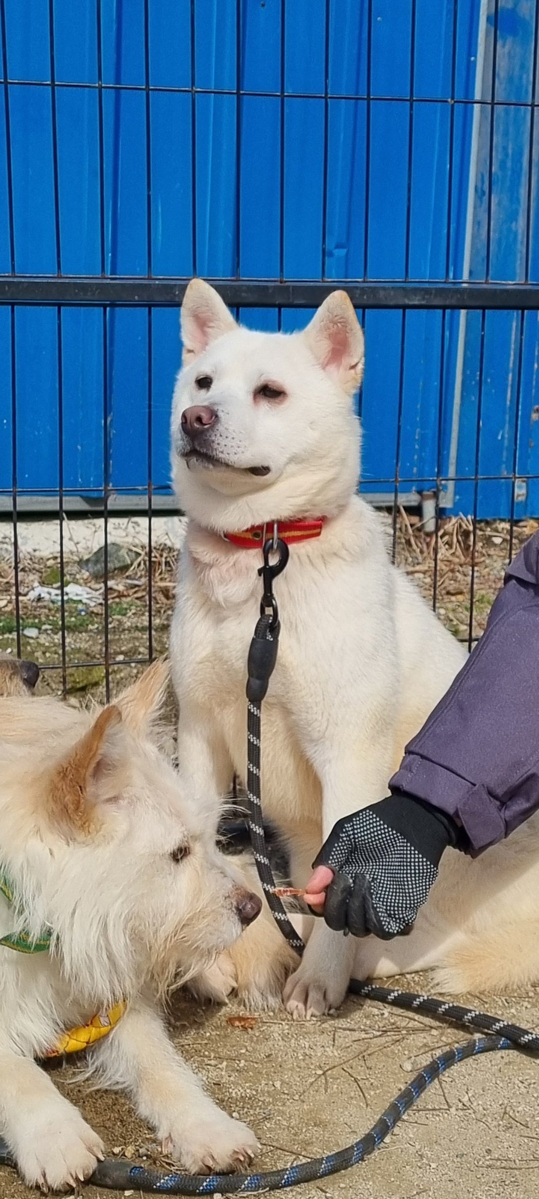 Della