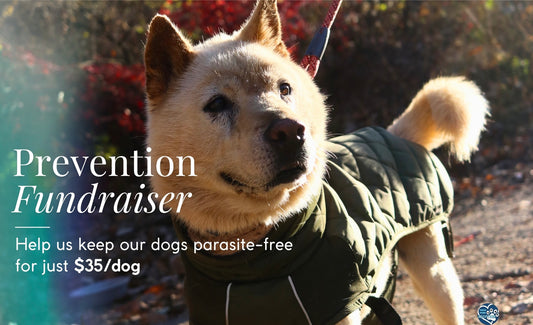 Monthly Parasite Prevention Fundraiser